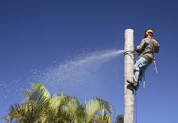 Best Tree Removal  in Barrington, NJ