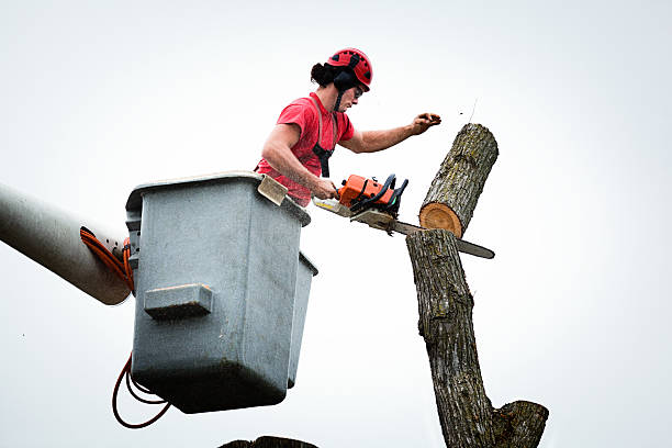 Best Palm Tree Trimming  in Barrington, NJ